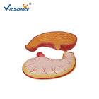 Medical Science Human Anatomy Model , Human Stomach Model For Study