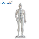 178CM Acupuncture Human Body Model